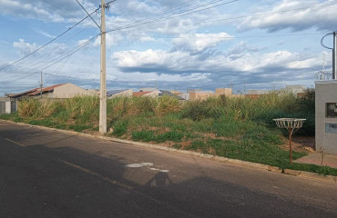 lotes figueira do pak